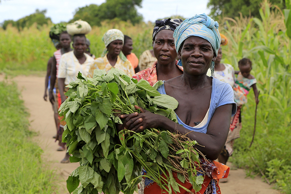 Farmers’ Clubs Nhamatanda