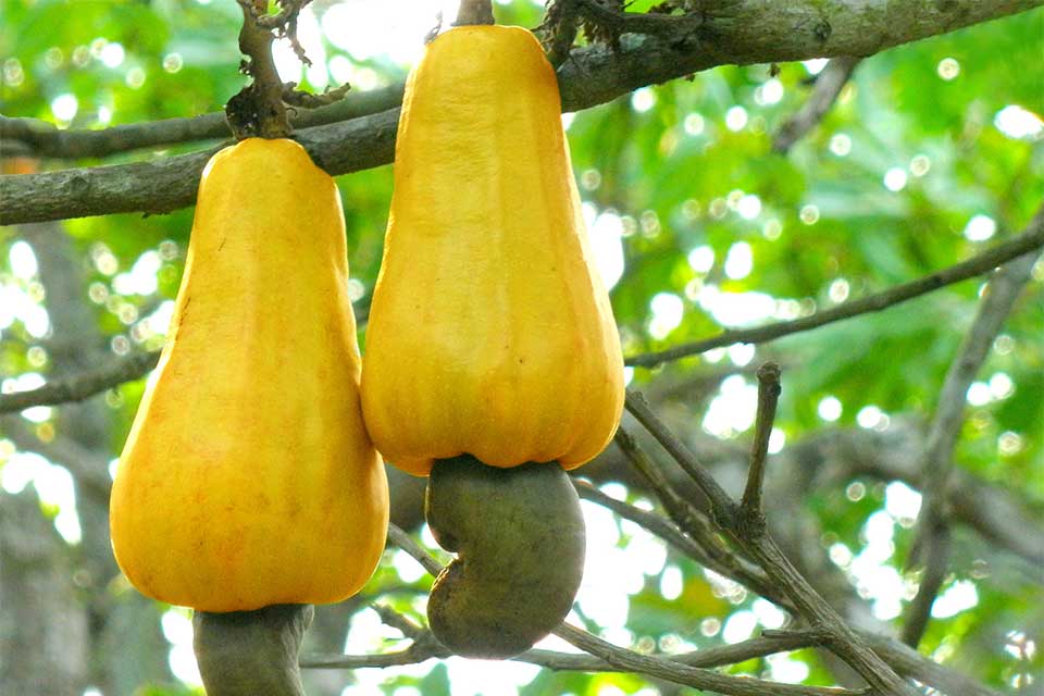 Itoculo Cashew and Rural Development Center