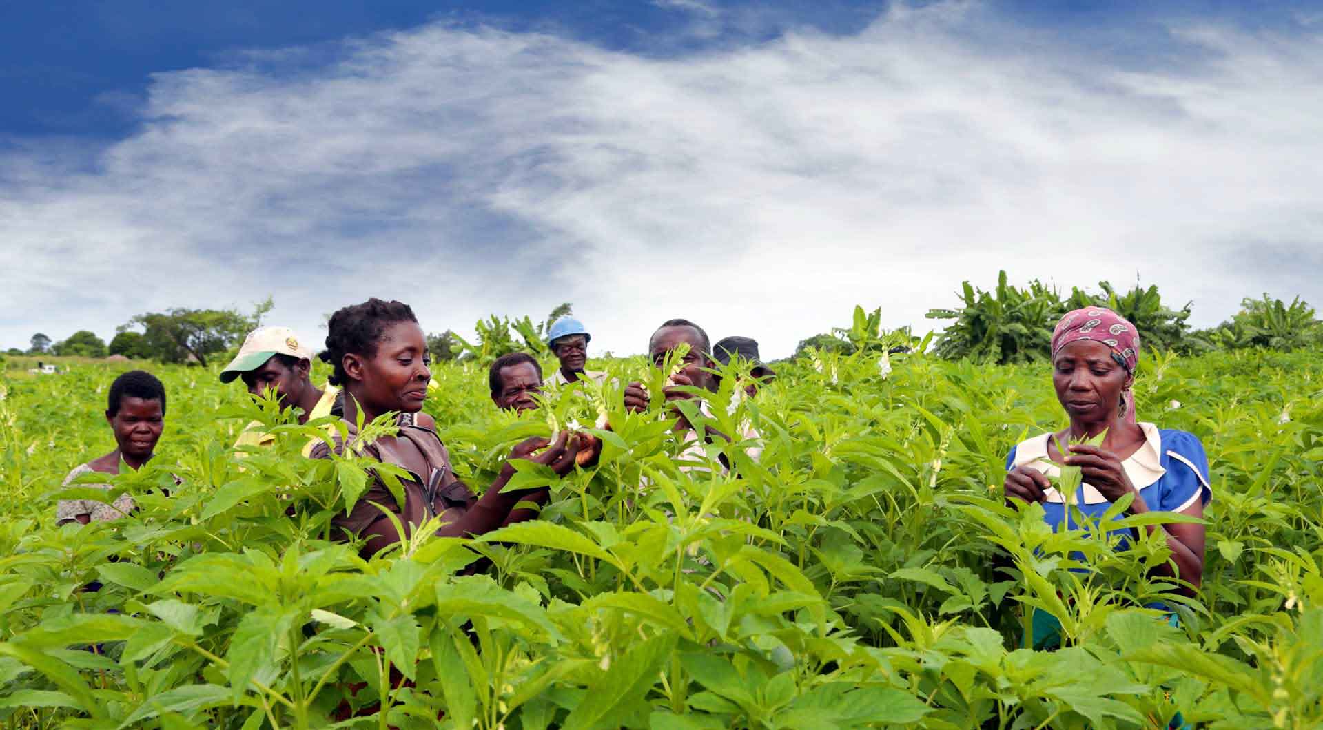 (c) Adpp-mozambique.org